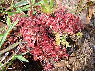 Pink Sundew (Drosera capillaris)