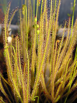 Thread-leaved Sundew (Drosera filiformis)