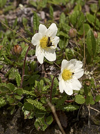 Mountain Avens (Dryas octopetala)
