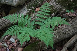 Spinulose Wood Fern (Dryopteris carthusiana)