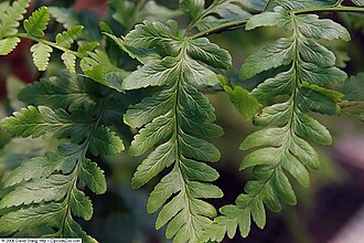 Log Fern (Dryopteris celsa)