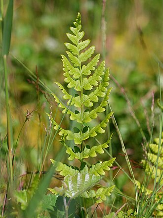 Crested Wood Fern (Dryopteris cristata)