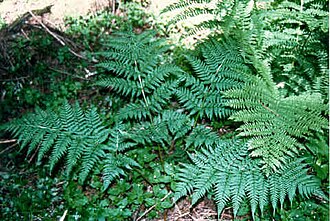 Spreading Wood Fern (Dryopteris expansa)