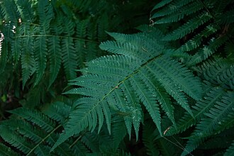 Goldie's Wood Fern (Dryopteris goldiana)
