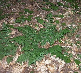 Intermediate Wood Fern (Dryopteris intermedia)
