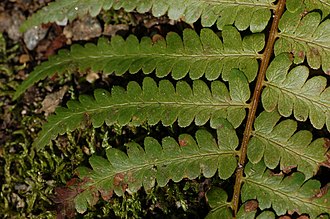 Southern Wood Fern (Dryopteris ludoviciana)