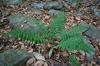 Marginal Wood Fern (Dryopteris marginalis)