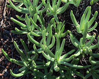Fingertips Dudleya (Dudleya edulis)