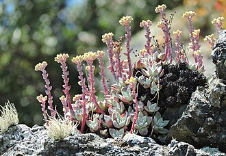 Bluff Lettuce (Dudleya farinosa)