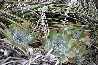 Chalk Dudleya (Dudleya pulverulenta)