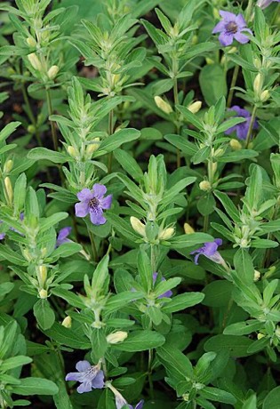 Oblongleaf Snakeherb (Dyschoriste oblongifolia)