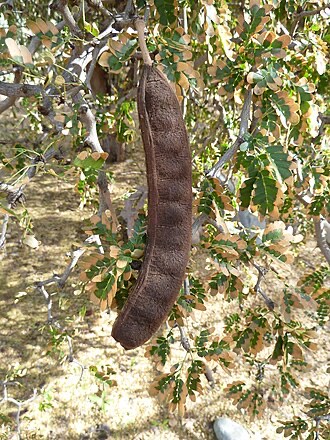 Texas Ebony (Ebenopsis ebano)