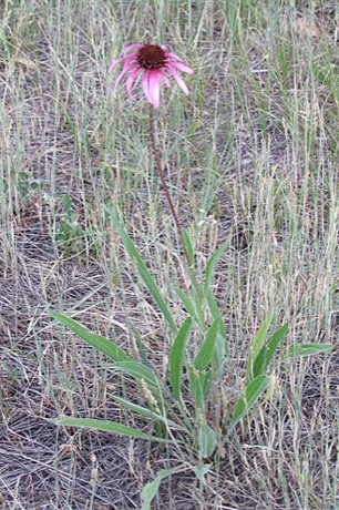 Narrowleaf Coneflower (Echinacea angustifolia)