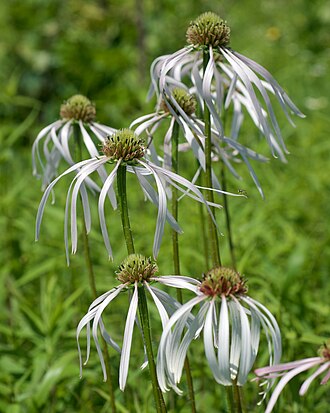 Pale Purple Coneflower (Echinacea pallida)