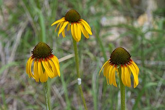 Yellow Coneflower (Echinacea paradoxa)