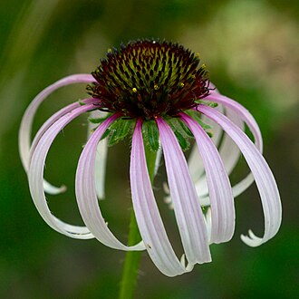 Sanguine Coneflower (Echinacea sanguinea)