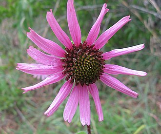Tennessee Coneflower (Echinacea tennesseensis)