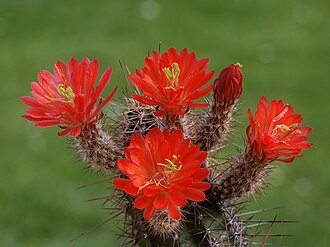 Claret Cup Cactus (Echinocereus coccineus)