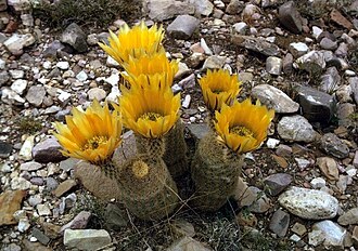 Texas Rainbow Cactus (Echinocereus dasyacanthus)