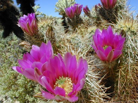 Engelmann's Hedgehog Cactus (Echinocereus engelmannii)