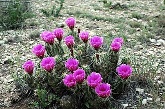Pitaya (Echinocereus enneacanthus)