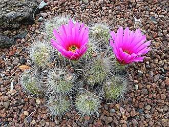Strawberry Hedgehog (Echinocereus stramineus)