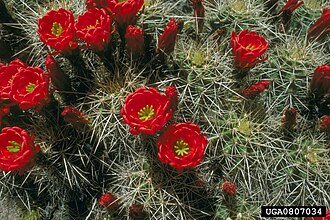Claretcup Cactus (Echinocereus triglochidiatus)