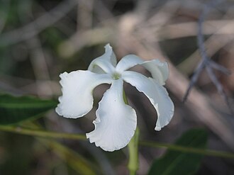 Devil's Potato (Echites umbellatus)
