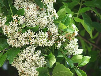 Anacua (Ehretia anacua)