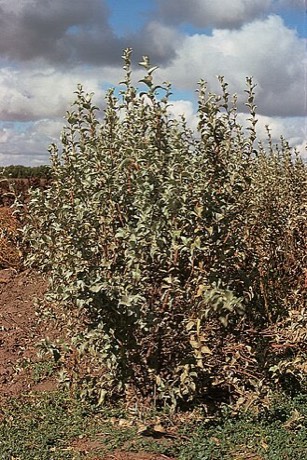 Silverberry (Elaeagnus commutata)