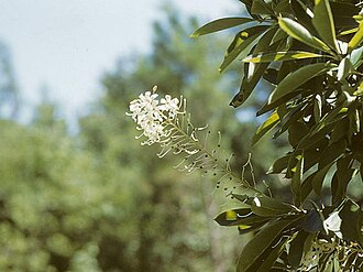 Georgia Plume (Elliottia racemosa)