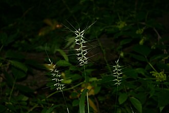 Bottlebrush Grass (Elymus hystrix)