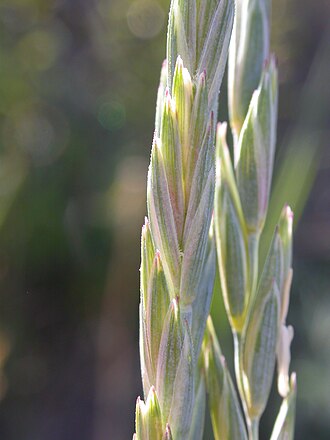 Thickspike Wheatgrass (Elymus lanceolatus)