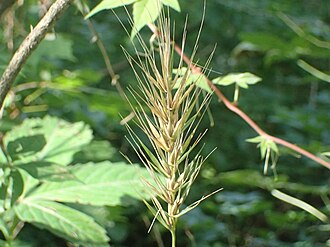 Early Wild Rye (Elymus macgregorii)