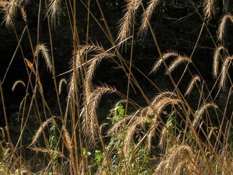 Riverbank Wild Rye (Elymus riparius)
