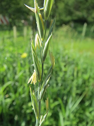 Slender Wheatgrass (Elymus trachycaulus)