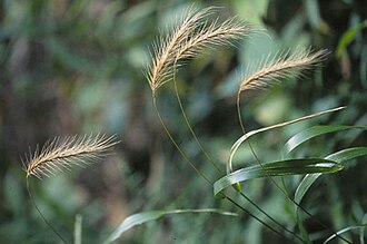 Hairy Wild Rye (Elymus villosus)