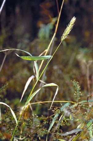 Virginia Wild Rye (Elymus virginicus)