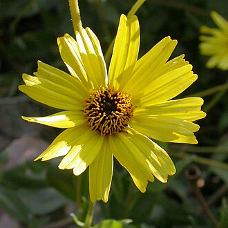 California Bush Sunflower (Encelia californica)