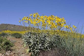 Brittlebush (Encelia farinosa)