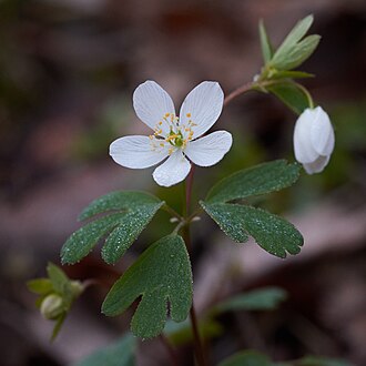 False Rue Anemone (Enemion biternatum)