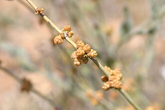Nevada Jointfir (Ephedra nevadensis)