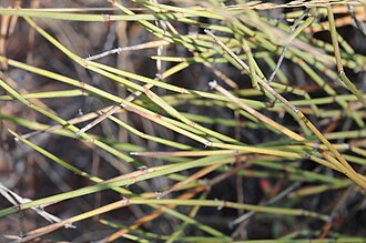 Longleaf Jointfir (Ephedra trifurca)