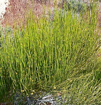 Mormon Tea (Ephedra viridis)