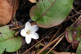 Trailing Arbutus (Epigaea repens)