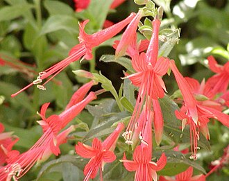 California Fuchsia (Epilobium canum)