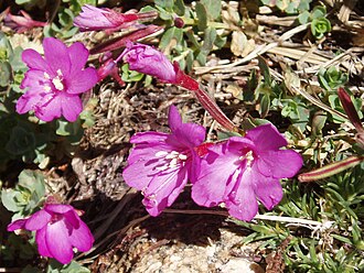 Rockfringe Willowherb (Epilobium obcordatum)
