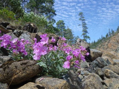 Siskiyou Willowherb (Epilobium rigidum)