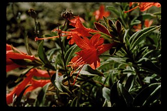 Humboldt County Fuchsia (Epilobium septentrionale)