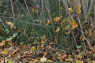 Scouring Rush (Equisetum hyemale)